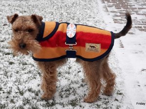 Witney Terrier Coat