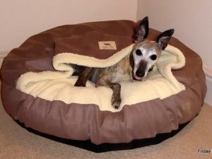 DOG BEDS