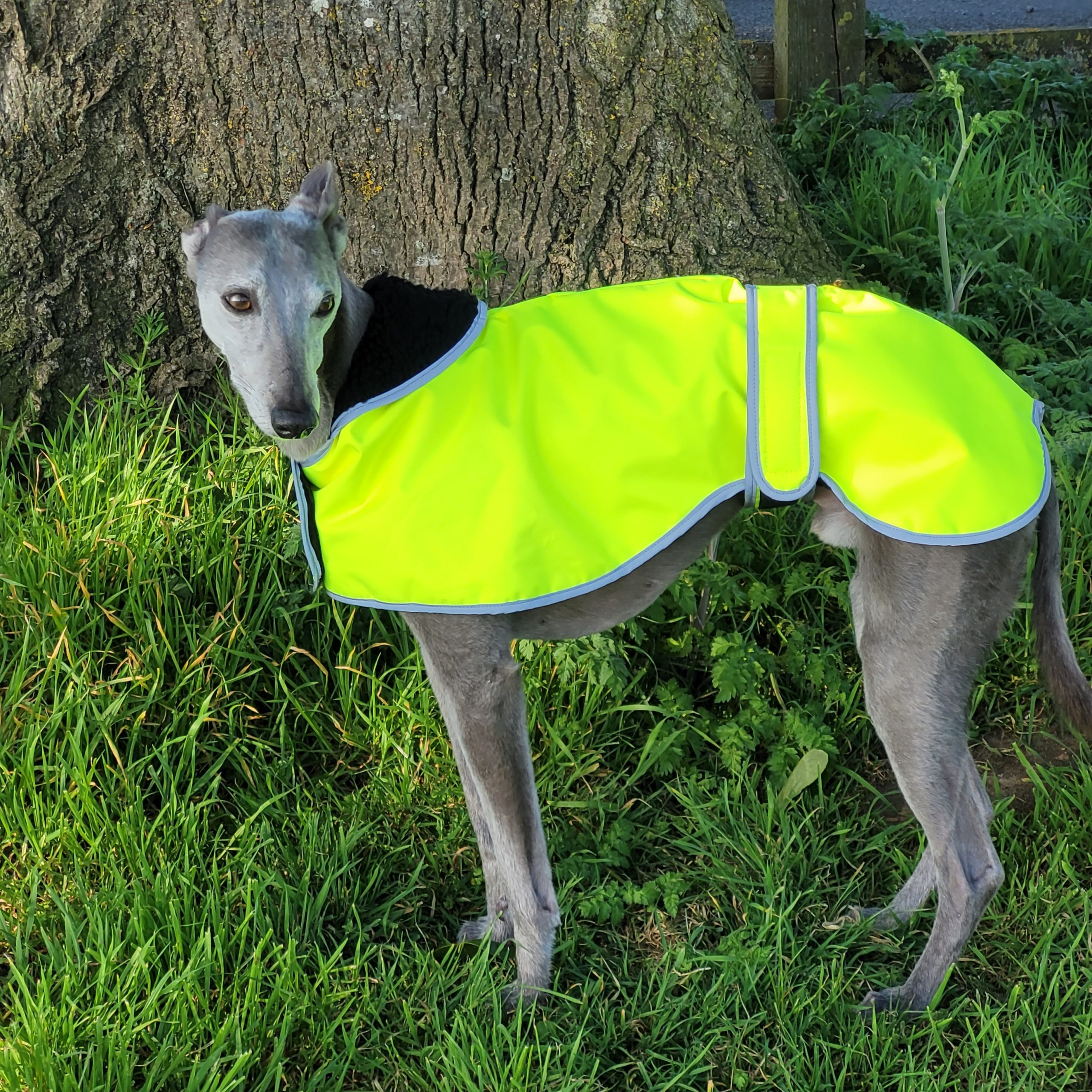 Hi Viz Greyhound Coat - Image 1