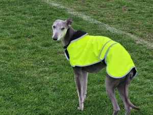 Whippet Hi-Viz Coat
