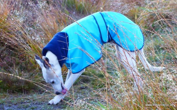 Whippet lightweight shower proof Polo Neck - Image 3