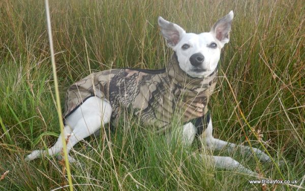 Camouflage Whippet Step-in Coat - Image 2