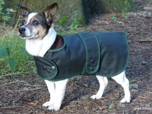 Wax Cotton Terrier Coat