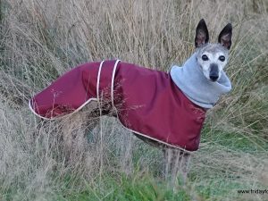 Italian Greyhound Lightweight Shower proof Polo Neck - Burgundy, Charcoal or Aqua