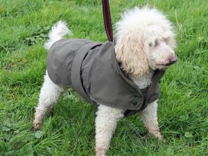 Terrier Dartmoor Coat with harness slot