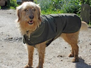 Dartmoor dog coat with harness slot