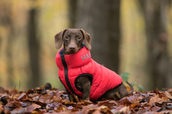 Dachshund Puffer Jacket - Image 2