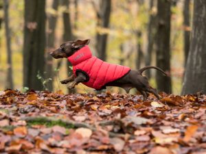 Hugo and Hudson Dachshund Puffer Jacket
