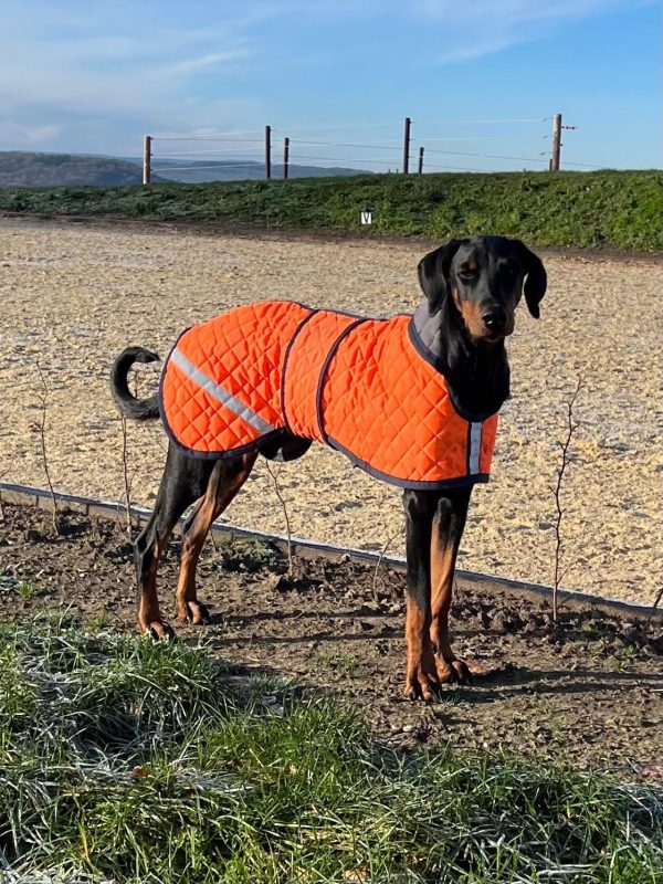 Orange Puffer Greyhound Coat - Image 2