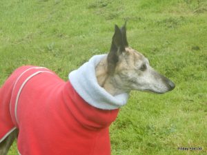 Fleece Greyhound Polo - Image 7