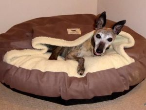 Fox Cave Bed