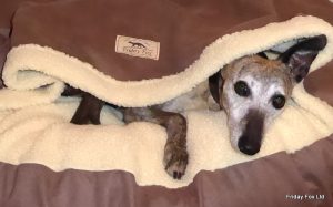 Fox Mocha Cave Bed - Image 2