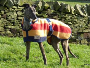DOG COATS