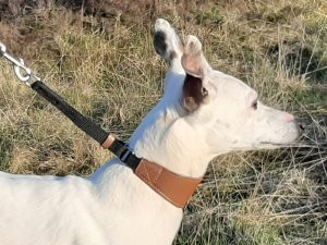 Martingale Collars