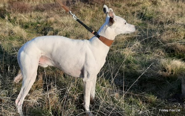 Sighthound Martingale Collar - Image 2
