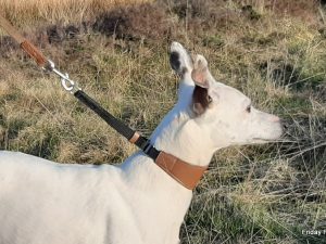 Sighthound Martingale Collar