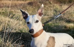 Sighthound Martingale Collar - Image 3