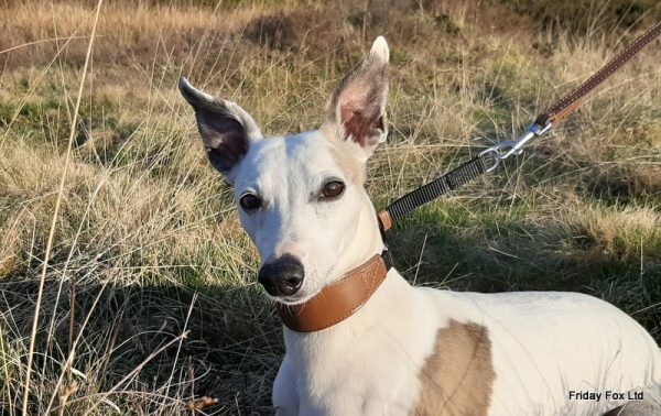 Sighthound Martingale Collar - Image 3