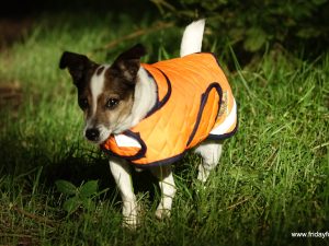 Orange Quilted Terrier Coat