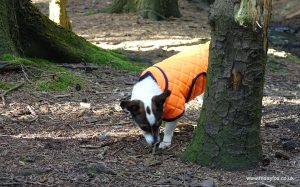 Orange Quilted Terrier Coat - Image 2