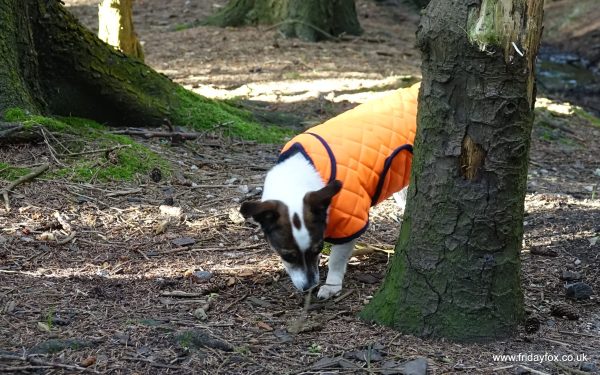 Orange Quilted Terrier Coat - Image 2