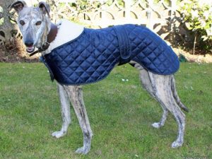 Quilted Greyhound Coat