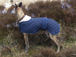 Whippet Quilted Anorak