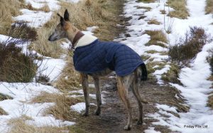 Italian Greyhound Quilted Anorak Red or Navy - Image 3
