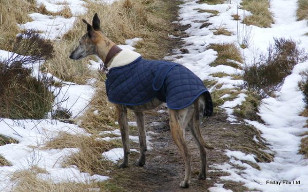 Italian Greyhound Quilted Anorak Red or Navy - Image 3