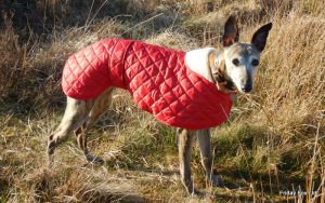 Whippet Quilted Anorak - Image 2