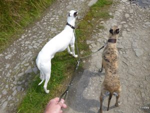 Spliced Rope Couples Lead