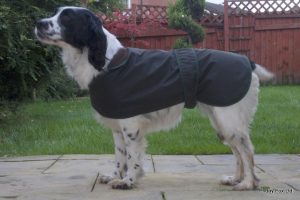 Wax Cotton Dog Coat - Image 3