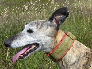 Skylark Tweed Collar