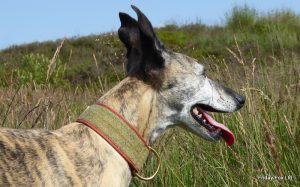 Skylark Tweed Collar - Image 2