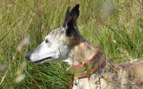 Skylark Tweed Collar - Image 3
