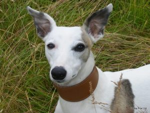 Padded Leather Whippet Collar