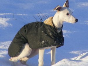 Whippet Wax Cotton Coat
