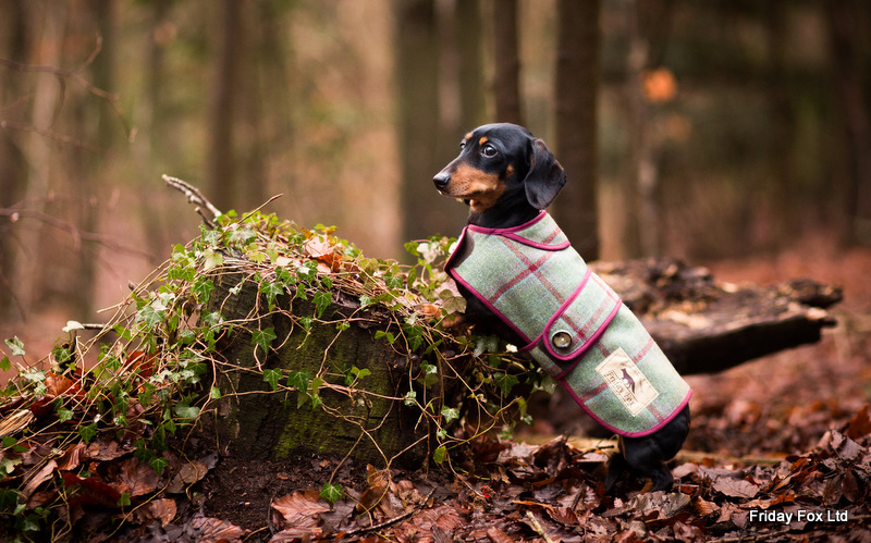 Dachshund Tweed Coat