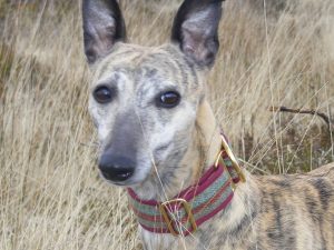Tweed Collars & Leads