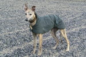Whippet Wax Cotton Coat - Image 2