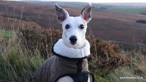 Whippet Tweed Step-in coat with Fleece Lining - Brown or Grey - Image 3