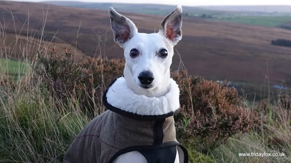 Whippet Tweed Step-in coat with Fleece Lining - Brown or Grey - Image 3