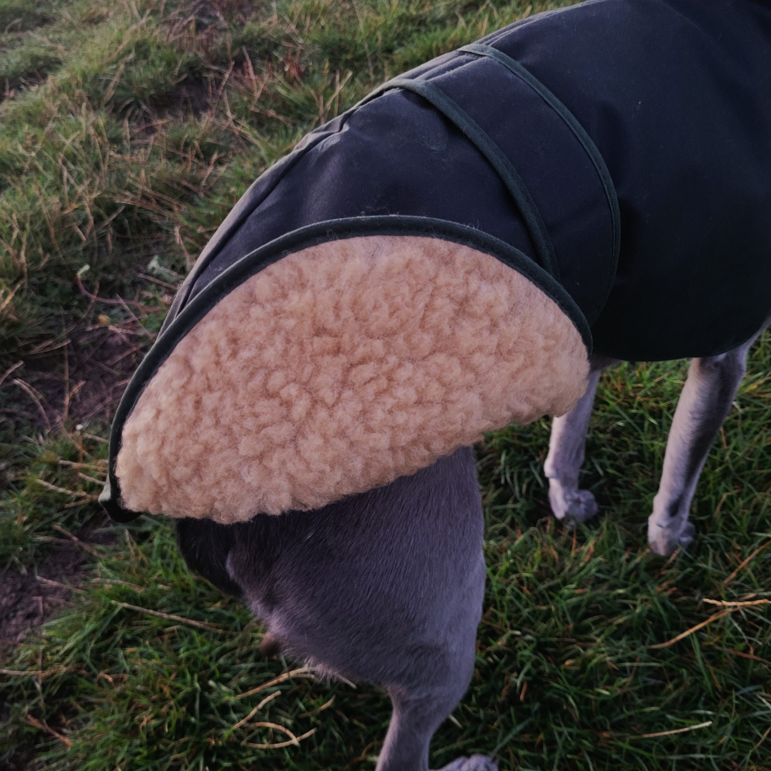 Wax Cotton Greyhound & Lurcher Coat - Image 3