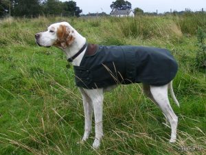 Wax Cotton Coats For Pointer's, Vizsla's and Weimaraner's