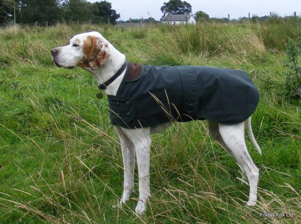 Wax Cotton Coats For Pointer's, Vizsla's and Weimaraner's - Image 1