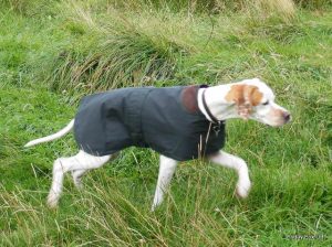 Wax Cotton Coats For Pointer's, Vizsla's and Weimaraner's - Image 2