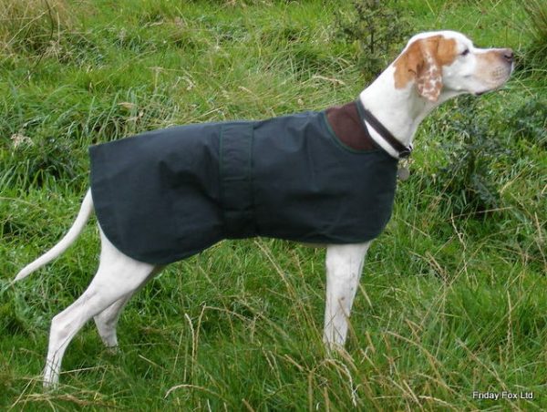 Wax Cotton Coats For Pointer's, Vizsla's and Weimaraner's - Image 3