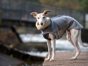 Whippet Tweed Step-in coat with Fleece Lining - Brown or Grey