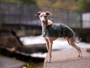 Italian Greyhound Wax Cotton Coat