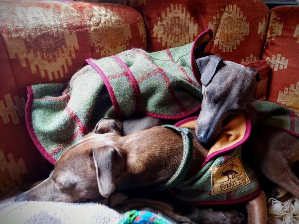 Italian Greyhound Tweed Coat - Image 4